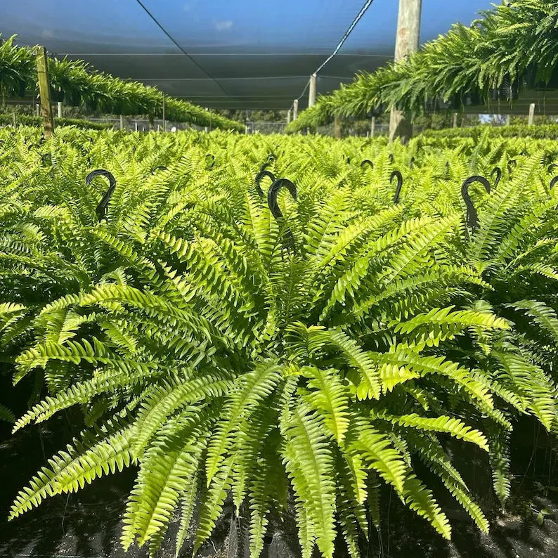 🌱 UV-bestandig, naturtro kunstig bostonbregne