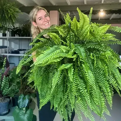 🌱 UV-bestandig, naturtro kunstig bostonbregne