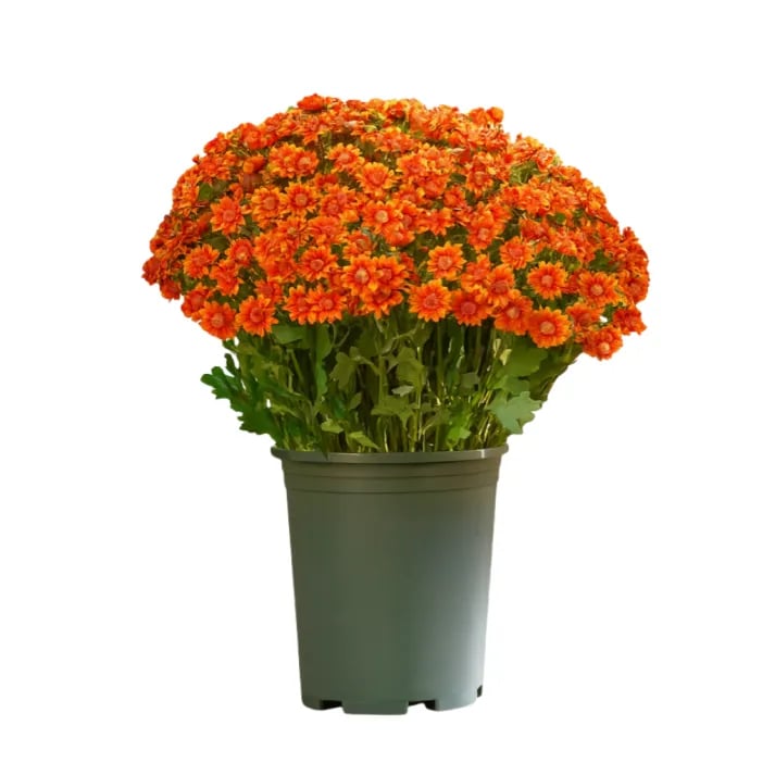 💥Sidste dag! Kun 26 SEK pr. stk - Kunstige udendørs blomster "Sunset Mums" - UV-bestandige, vandtætte og vindbestandige