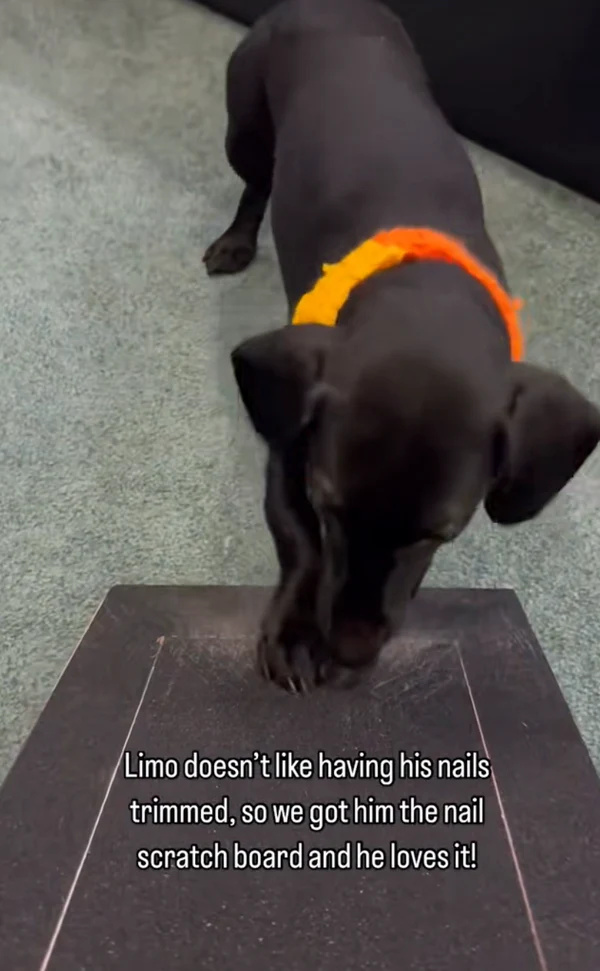 Kløpæl til hunde i træ