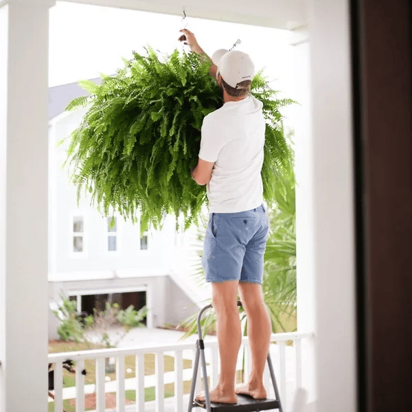 🌱 UV-bestandig, naturtro kunstig bostonbregne