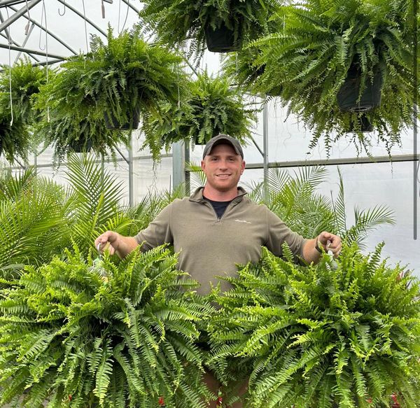 🌱 UV-bestandig, naturtro kunstig bostonbregne